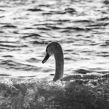 بيت للعطل Familienurlaub Im Hus In De Suenn *