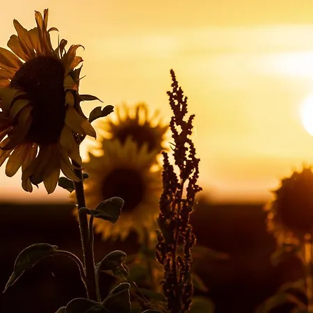Familienurlaub Im Hus In De Suenn Puddemin